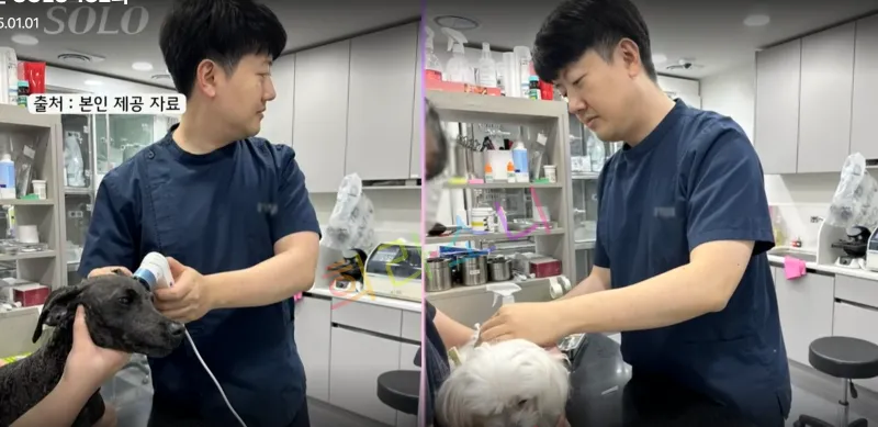 수의사인 24기 영수가 병원에서 동물을 치료하는 모습이 두 장면으로 나뉘어 보여진다. 첫 장면에서는 검은 개를 손으로 잡고 기구를 사용하는 모습이고&amp;#44; 두 번째 장면에서는 흰 개를 치료하는 모습이다. 주변에는 다양한 의료 기구와 장비들이 정리되어 있다. 화면 상단에는 