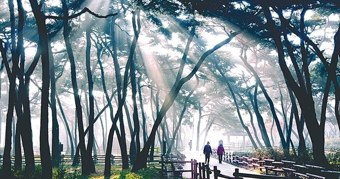 푸른소나무 이미지