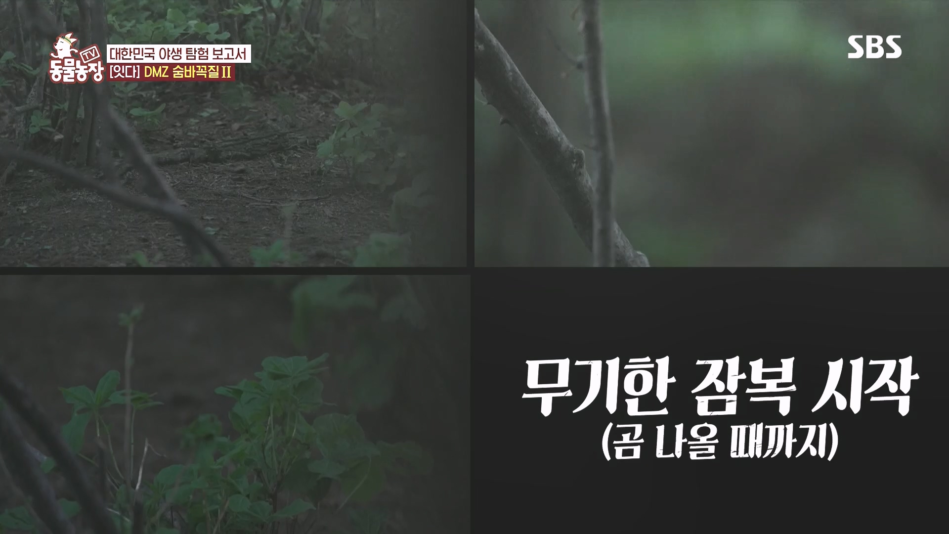 TV 동물농장.E1185.240818p.H264-F1RST.mp4_20240818_161608.694.jpg