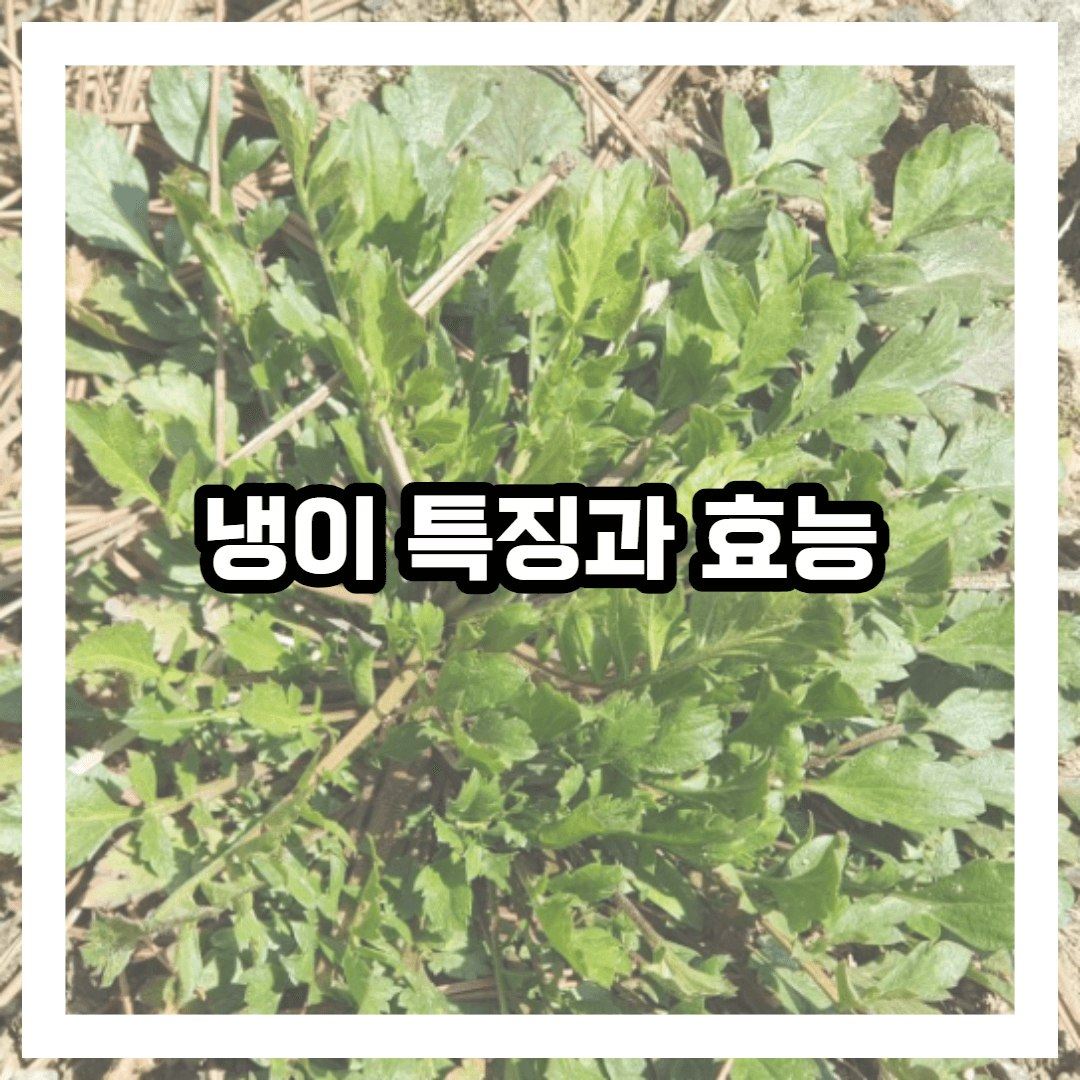 냉이 사진