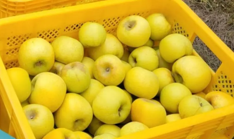 시나노골드 사과? 시나노골드 사과 수확시기와 맛, 보관방법도 싹 다 알아봐요