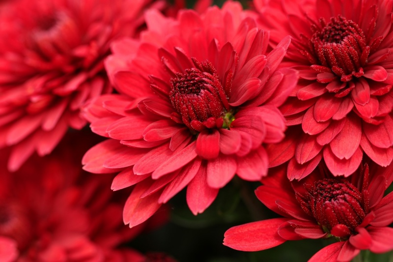 빨간 꽃 사진