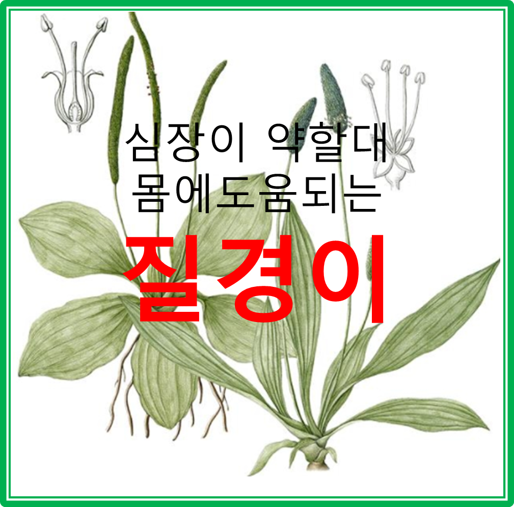  심장 쇠약 약할때 몸에 도움이 되는 식품