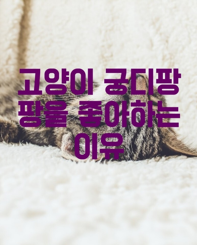 고양이가 궁디팡팡을 좋아하는 이유
