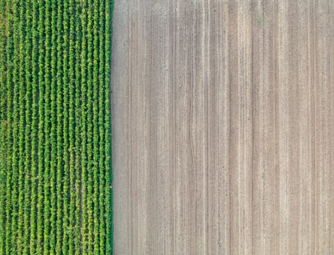 Crop rotation