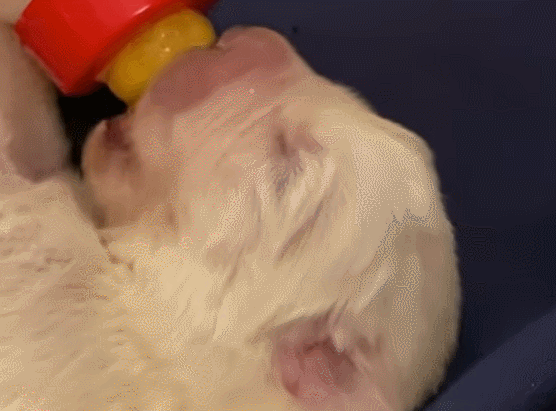  VIDEO: Adorable Maremma Sheepdog puppies