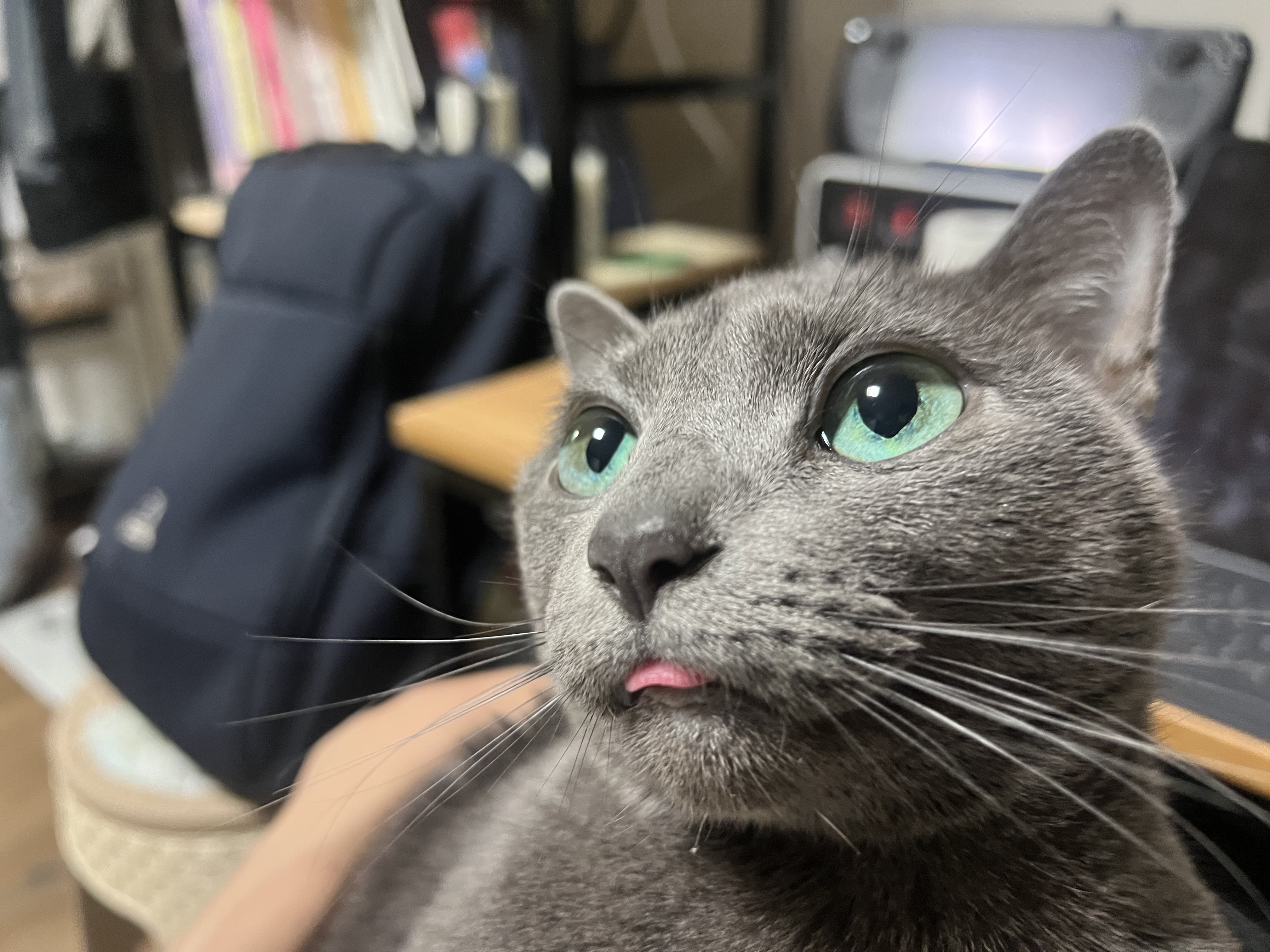  고양이 메롱 하는 이유