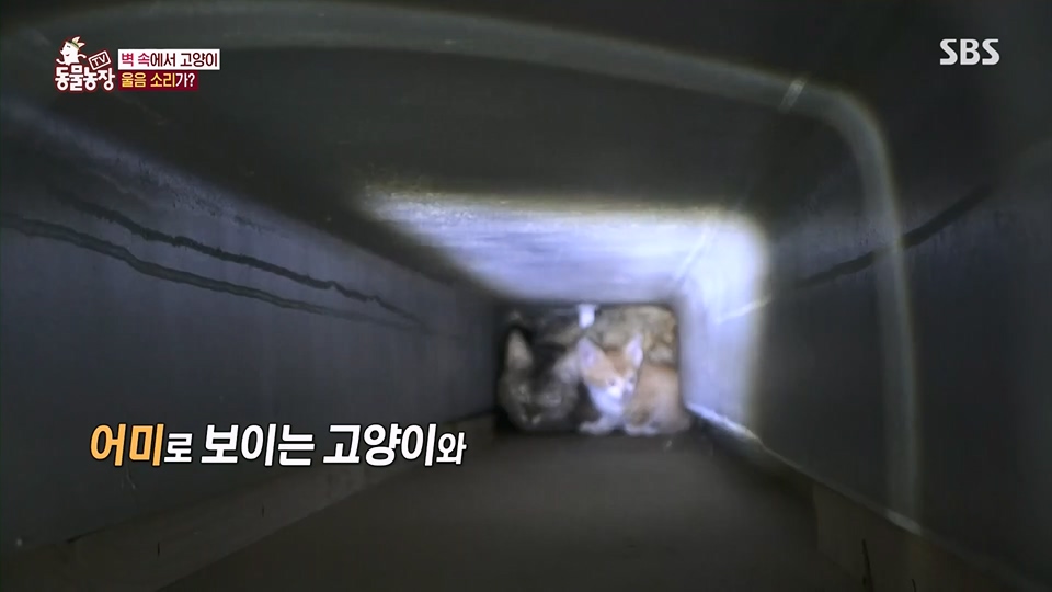 TV 동물농장.E1124.230611p.H264-F1RST.mp4_20230611_173543.774.jpg