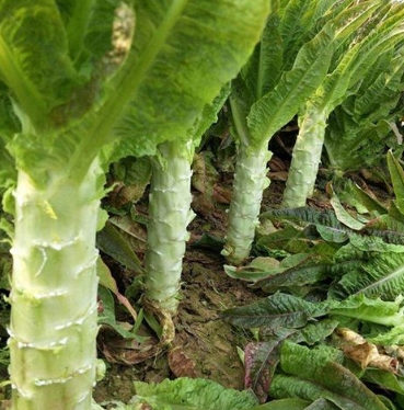 상추대 효능 10가지, 부작용, 상추대궁, 궁채 상추대 효능 10가지, 부작용, 상추대궁, 궁채