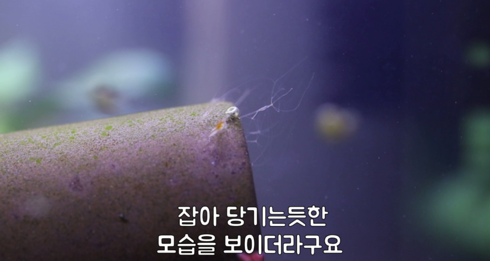 히드라 불청객 제거방법 16