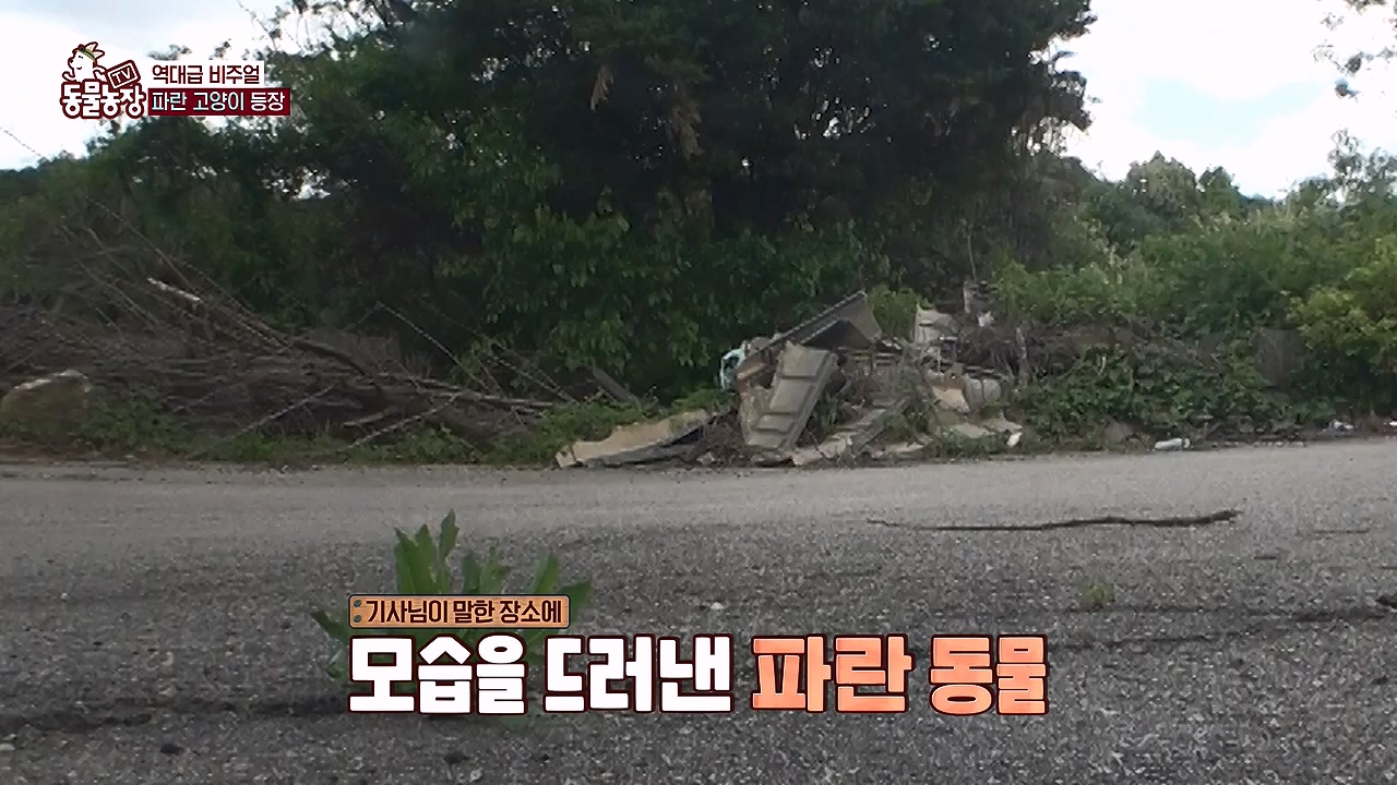 TV 동물농장.E1177.240624p-NEXT.mp4_20240623_163733.279.jpg