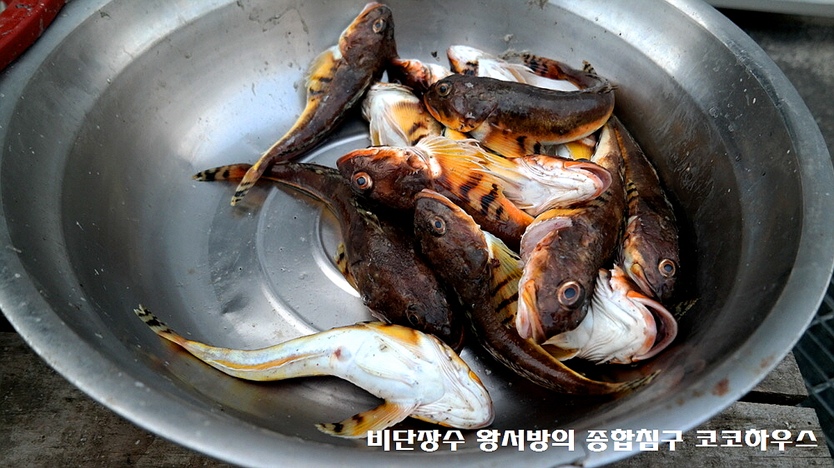 고성 대진항 수산시장 먹거리 맛집! 9