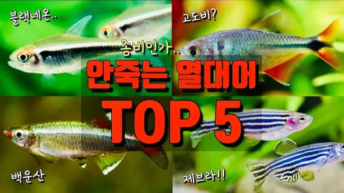 제브라다니오 키우기 출산징후 수명 물갈이법 먹이 횟수 물온도_3