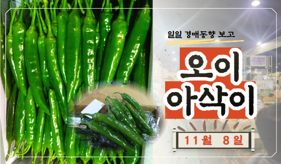  [경매사 일일보고] 11월 8일자 가락시장 오이아삭이 경매동향을 살펴보겠습니다!