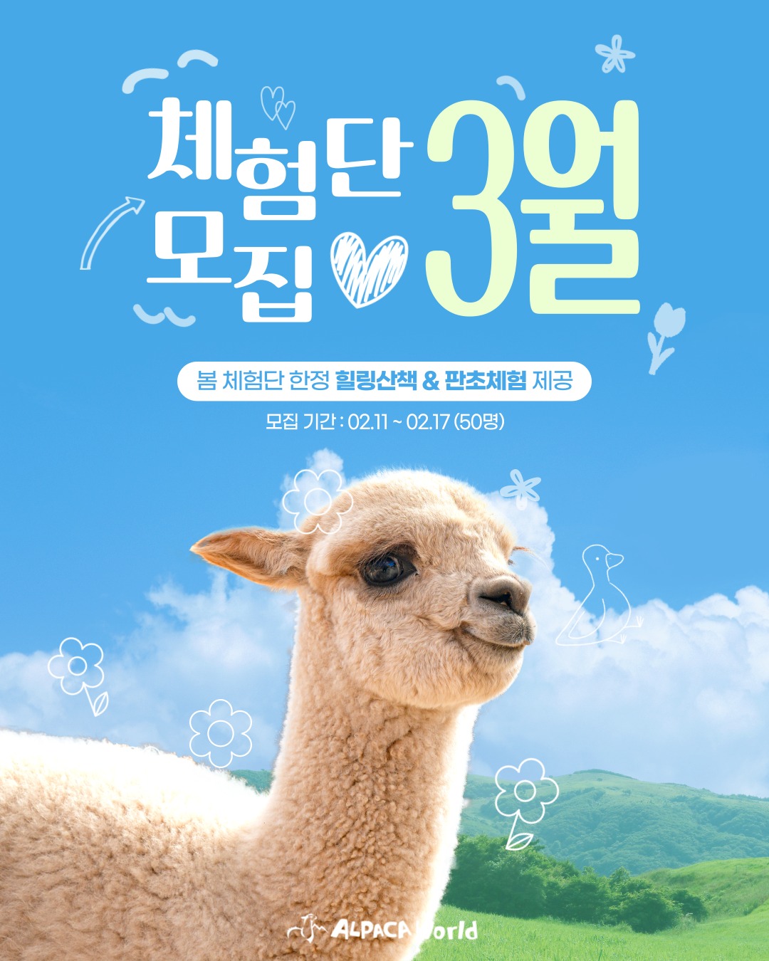 알파카와의 교감