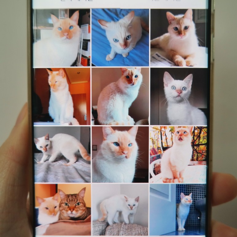 샴 고양이 털빠짐 샴고양이 종류와 28