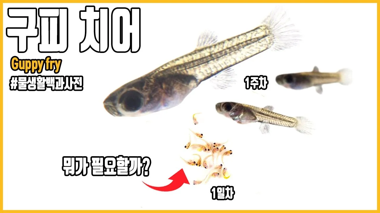 구피 키우기 출산징후 수명 물갈이법 먹이 횟수 물온도_8