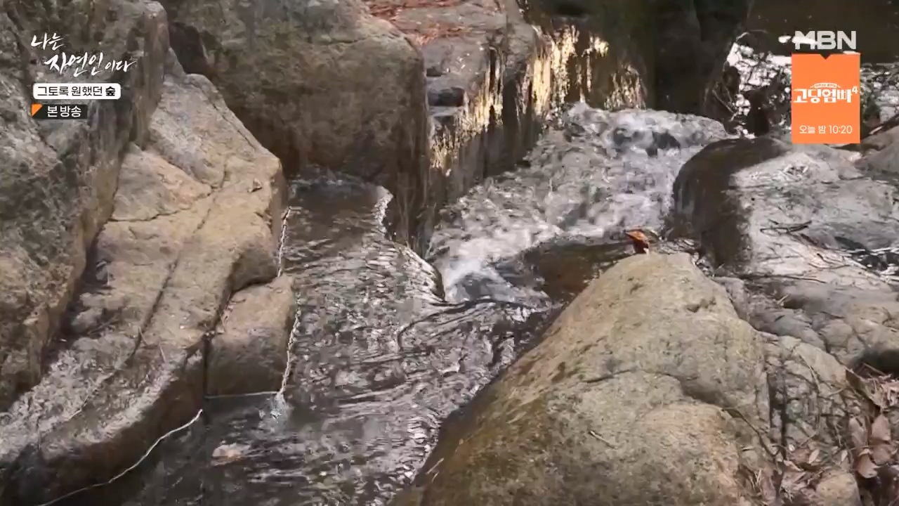 나는 자연인이다.E591.240132p-NEXT.mp4_20240201_195746.645.jpg