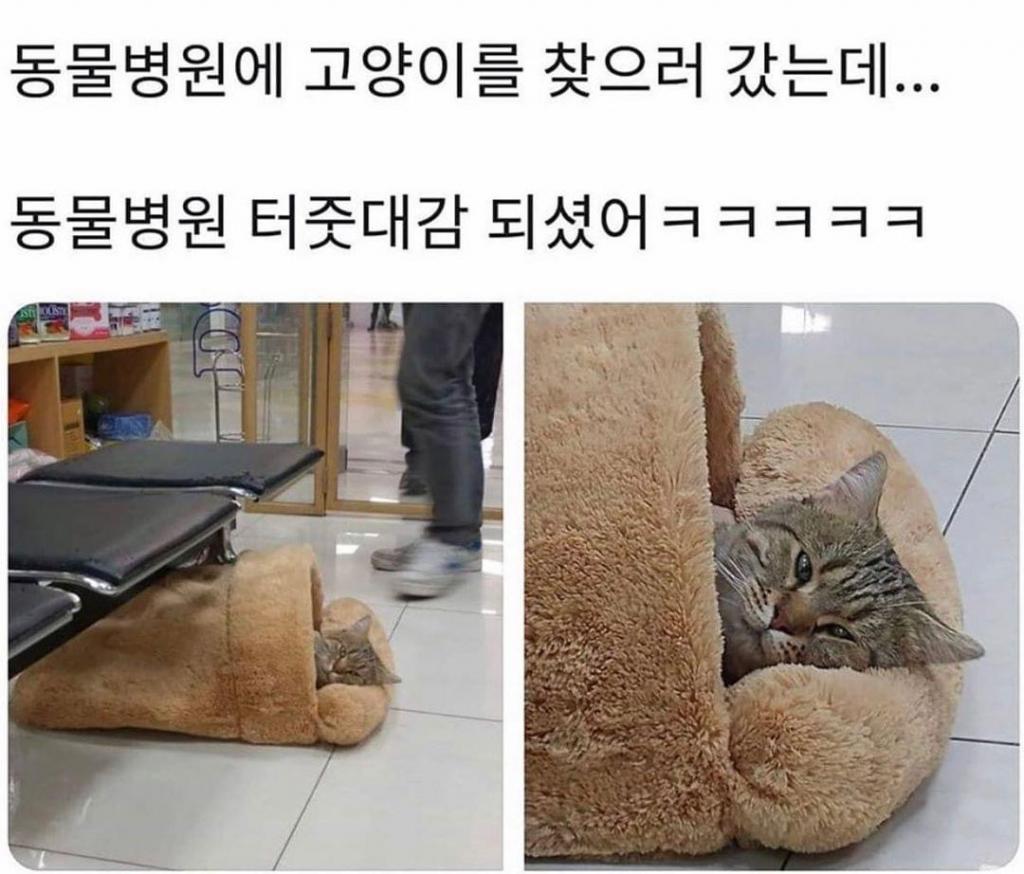  동물병원에 맡겨둔 고양이를 찾으러 왔더니