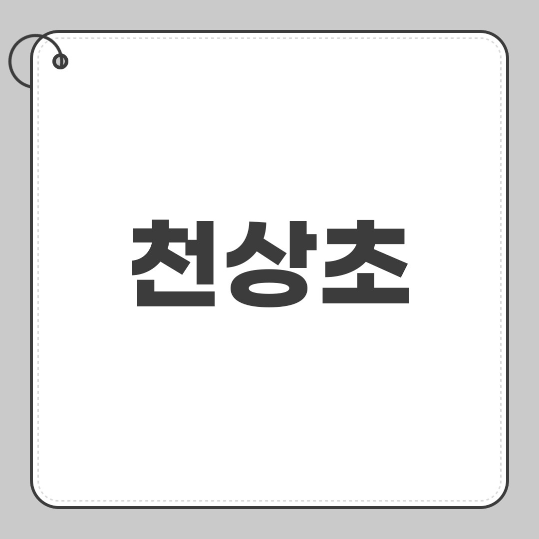 천상초