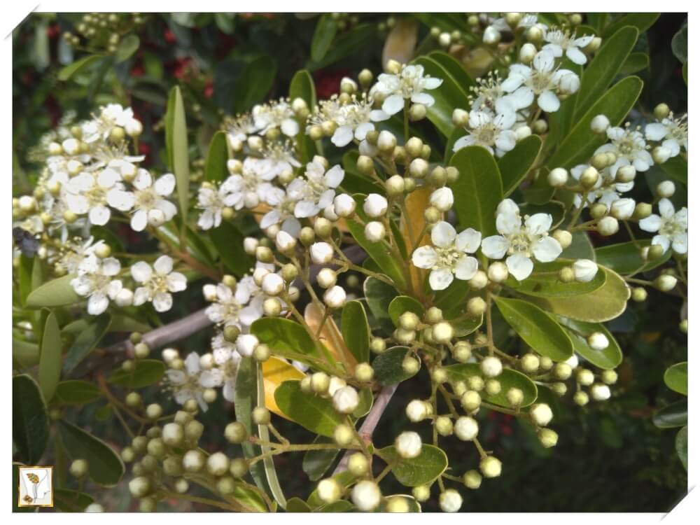 낙상홍-하얀꽃-빨강 열매