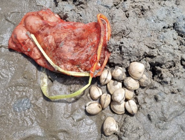 서천 동백꽃 주꾸미 축제 기본정보 프로그램 주변관광지