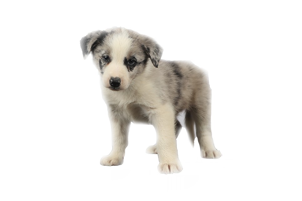 보더콜리 블루멀 분양가 사천 강아지분양 보더콜리