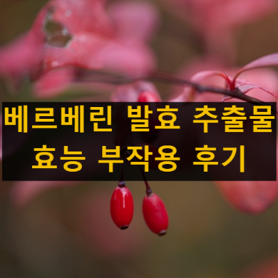 베르베린 발효 추출물