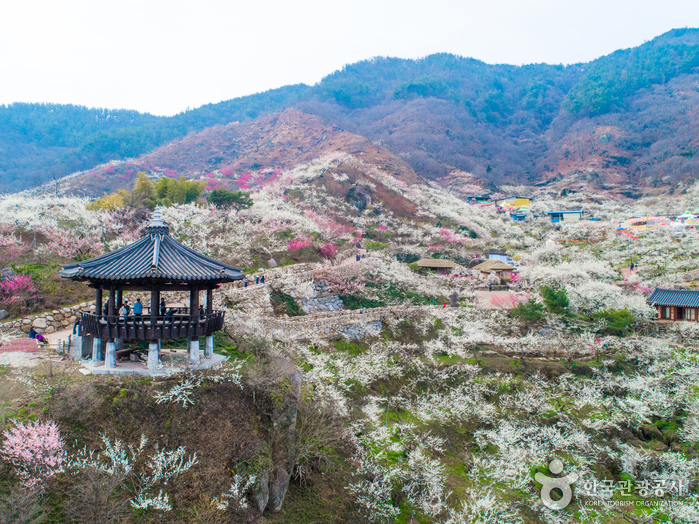 매화