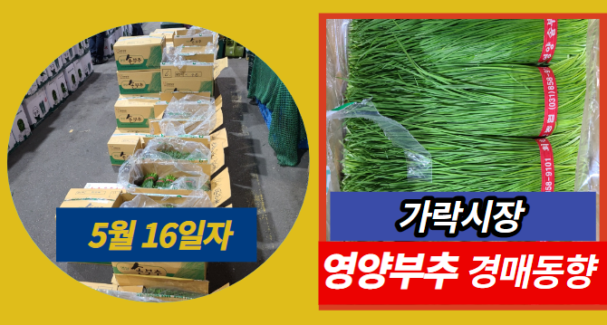  [경매사 일일보고] 5월 16일자 가락시장 영양부추 경매동향을 살펴보겠습니다!