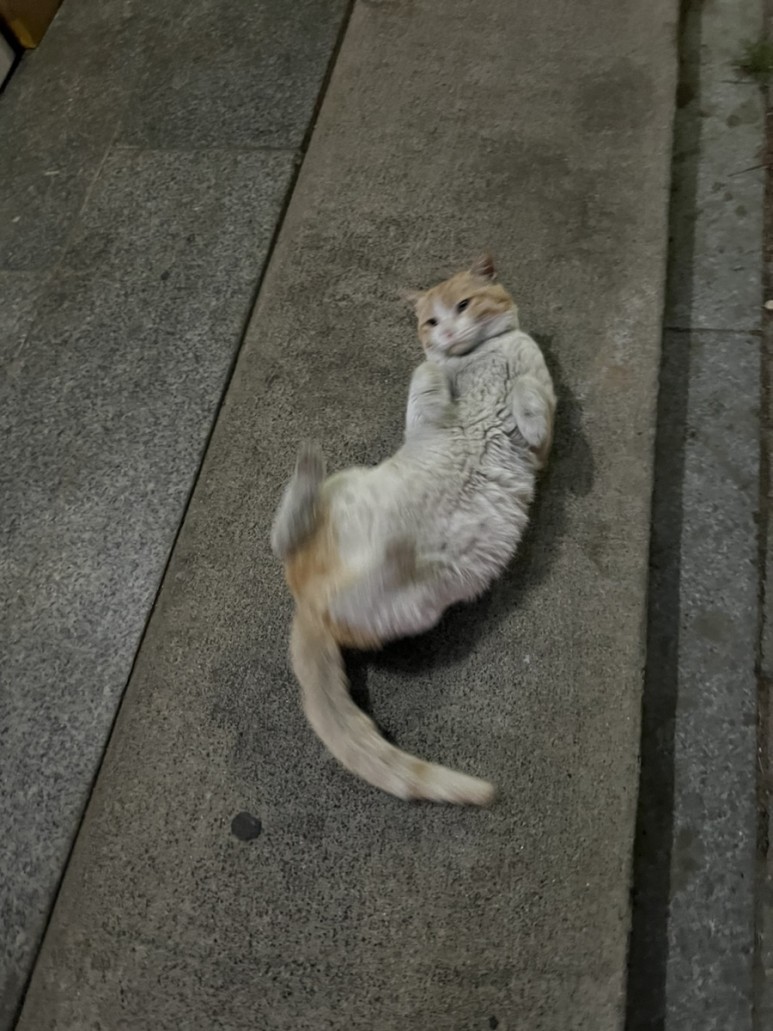 고양이 간택 고양이 2