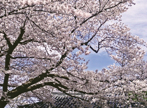  산벚나무 효능, 종류