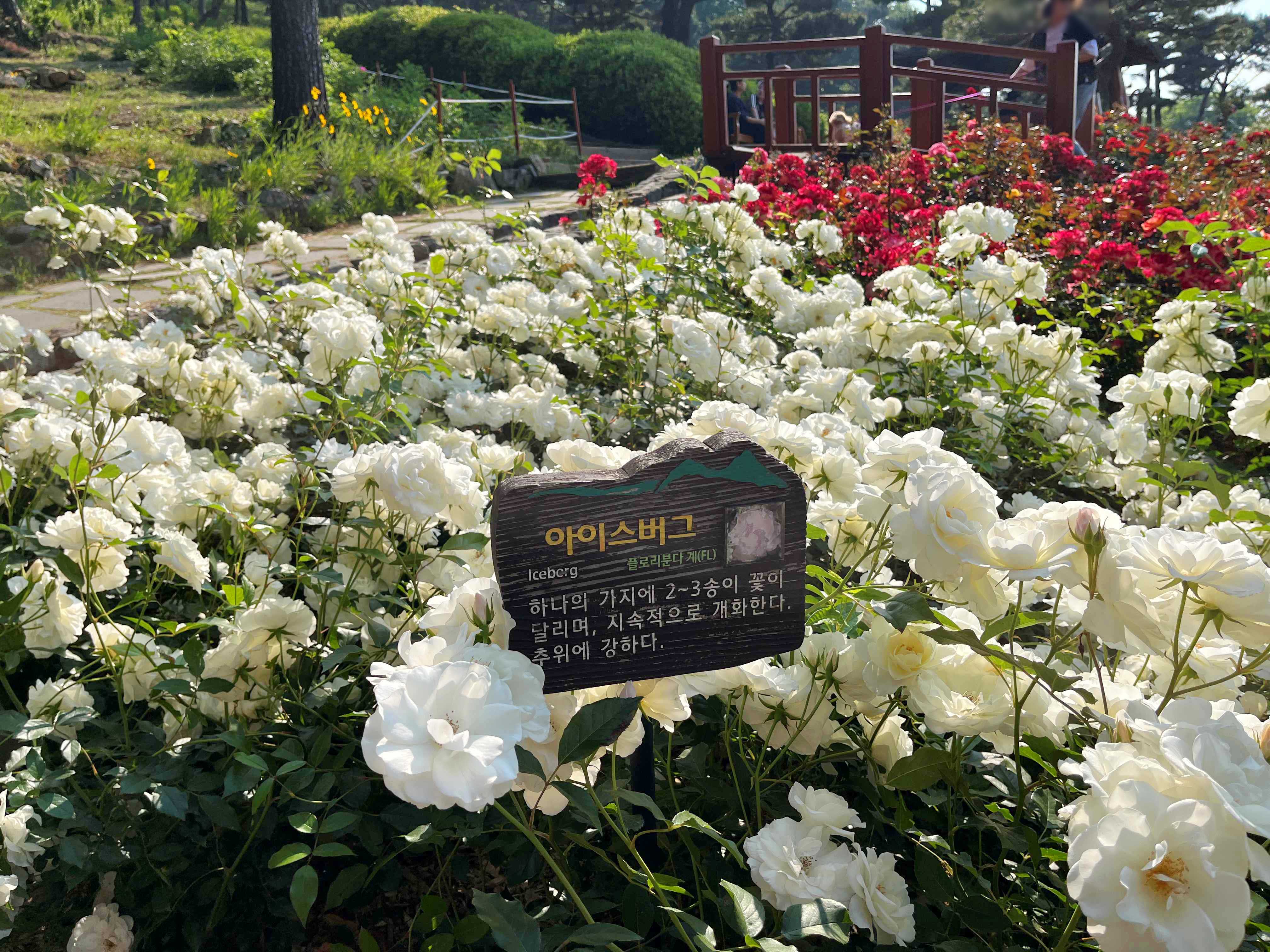 장미원 이미지