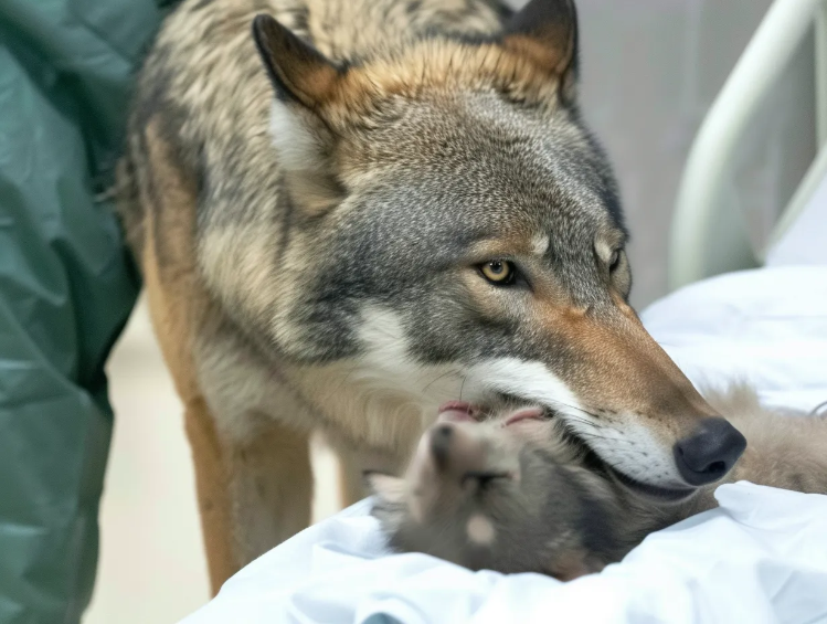 병원에 침입한 늑대 – 입에 물고 있는 물건에 눈물을 흘리는 간호사 - 병원에 침입한 늑대 – 입에 물고 있는 물건에 눈물을 흘리는 간호사 병원에 침입한 늑대 – 입에 물고 있는 물건에 눈물을 흘리는 간호사 - 병원에 침입한 늑대 – 입에 물고 있는 물건에 눈물을 흘리는 간호사