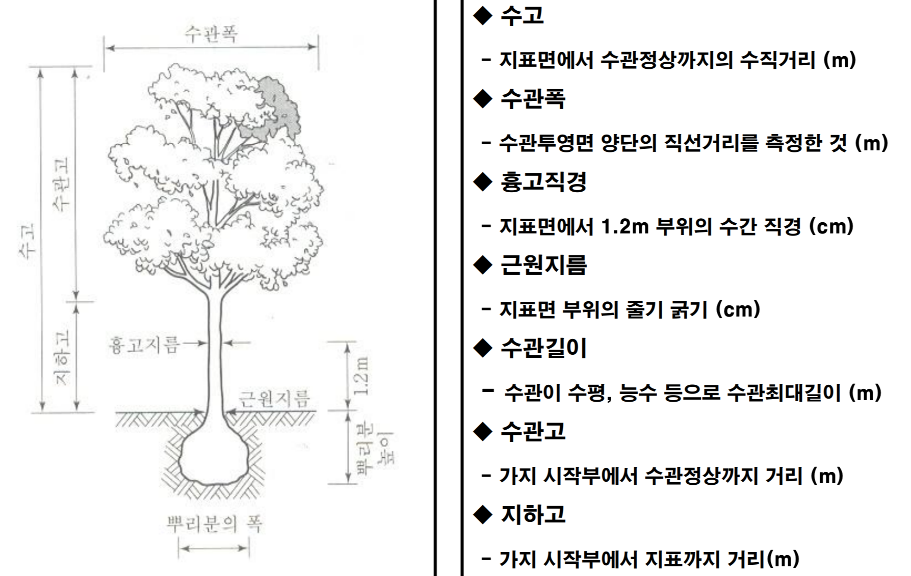 수관폭 수관고 지하고 수고 흉고지름 근원지름