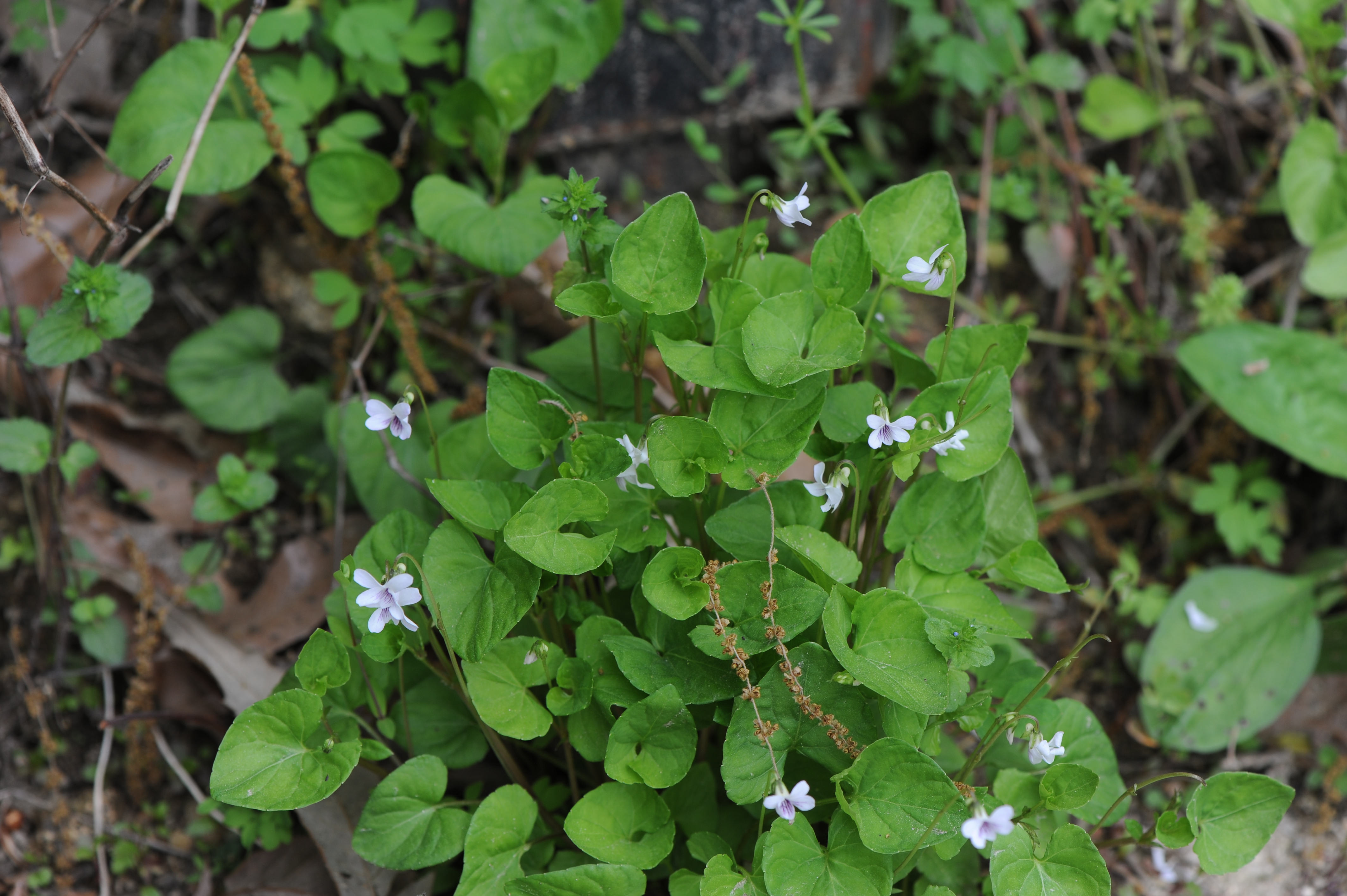 콩제비꽃 Viola verecunda