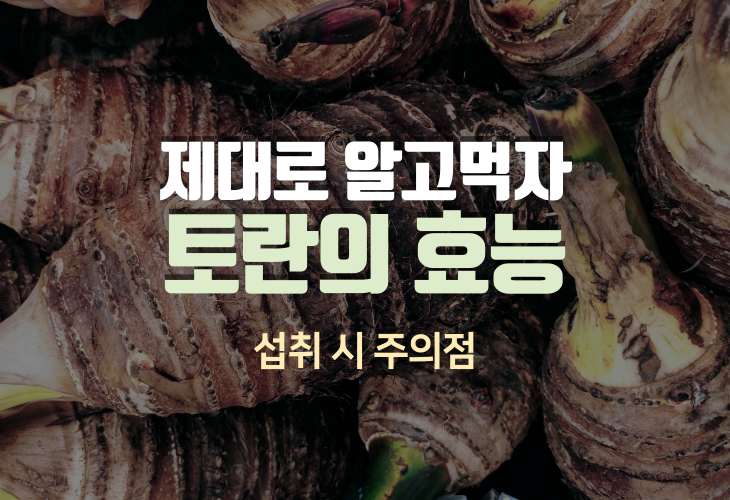  토란 효능 6가지와 섭취 시 주의점 요리 레시피