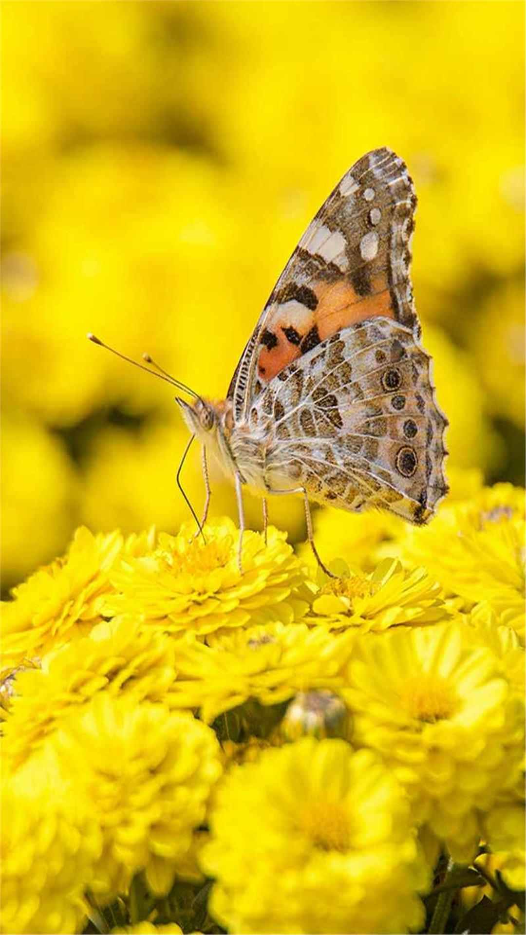 Butterfly Animal iPhone Wallpaper