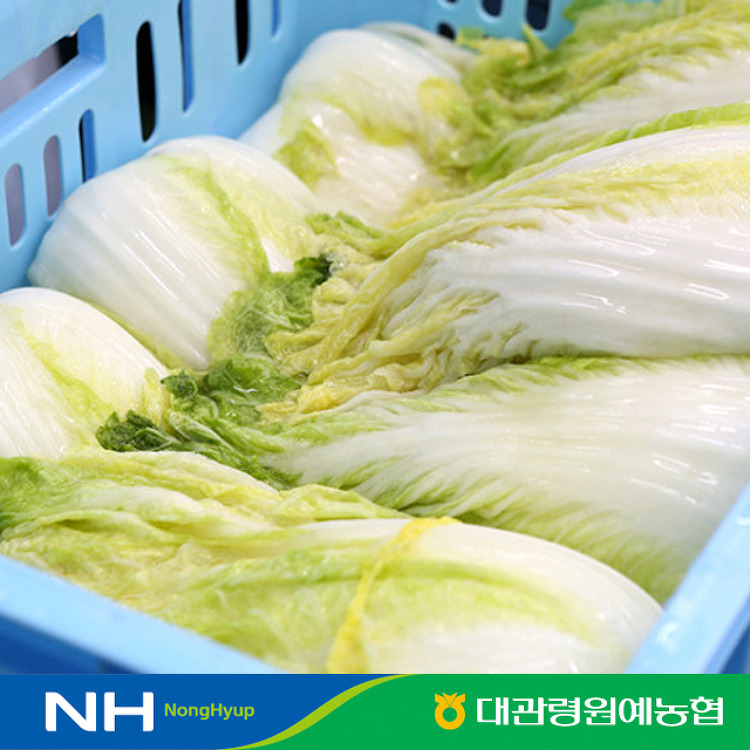 강원도 고랭지 절임배추