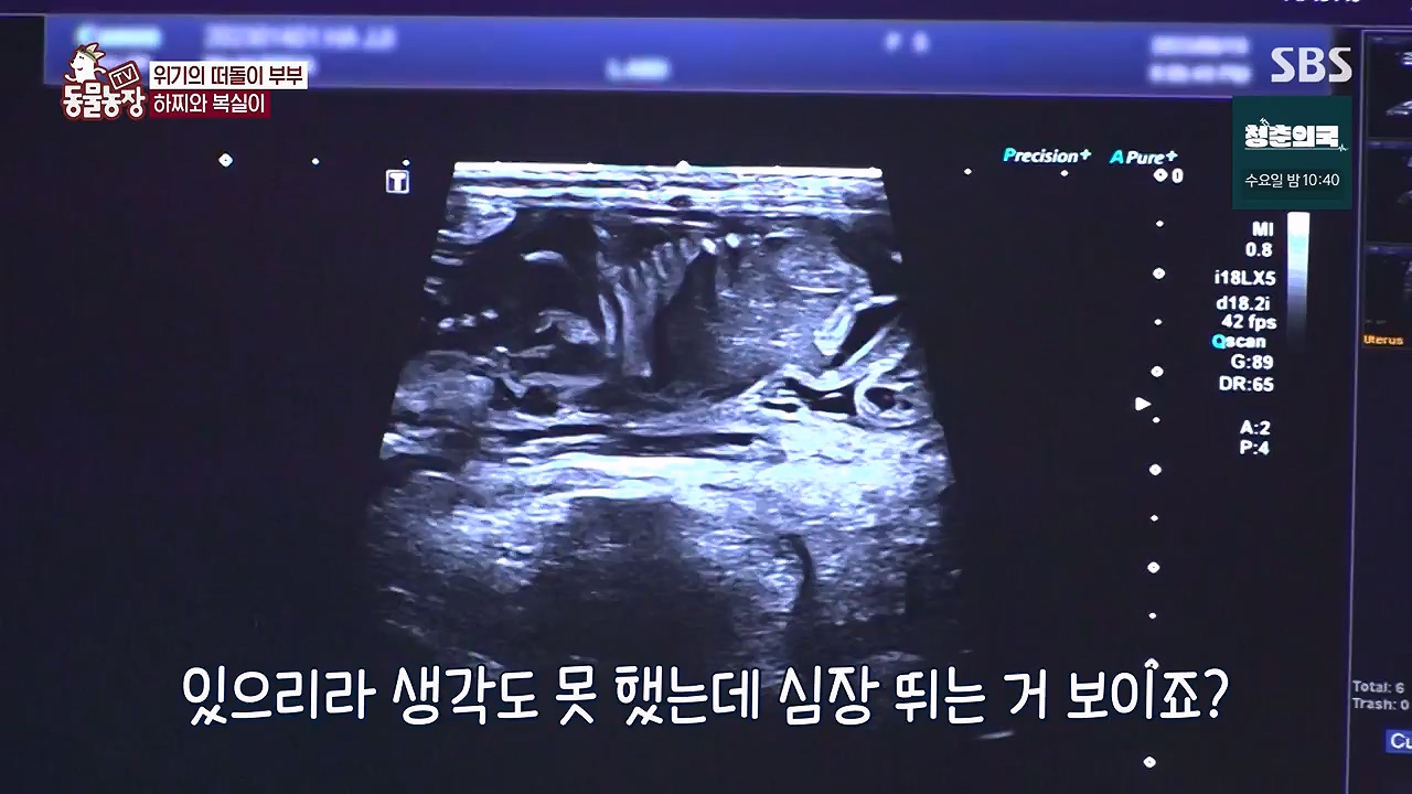 TV 동물농장.E1138.230918p-NEXT.mp4_20230917_174231.526.jpg