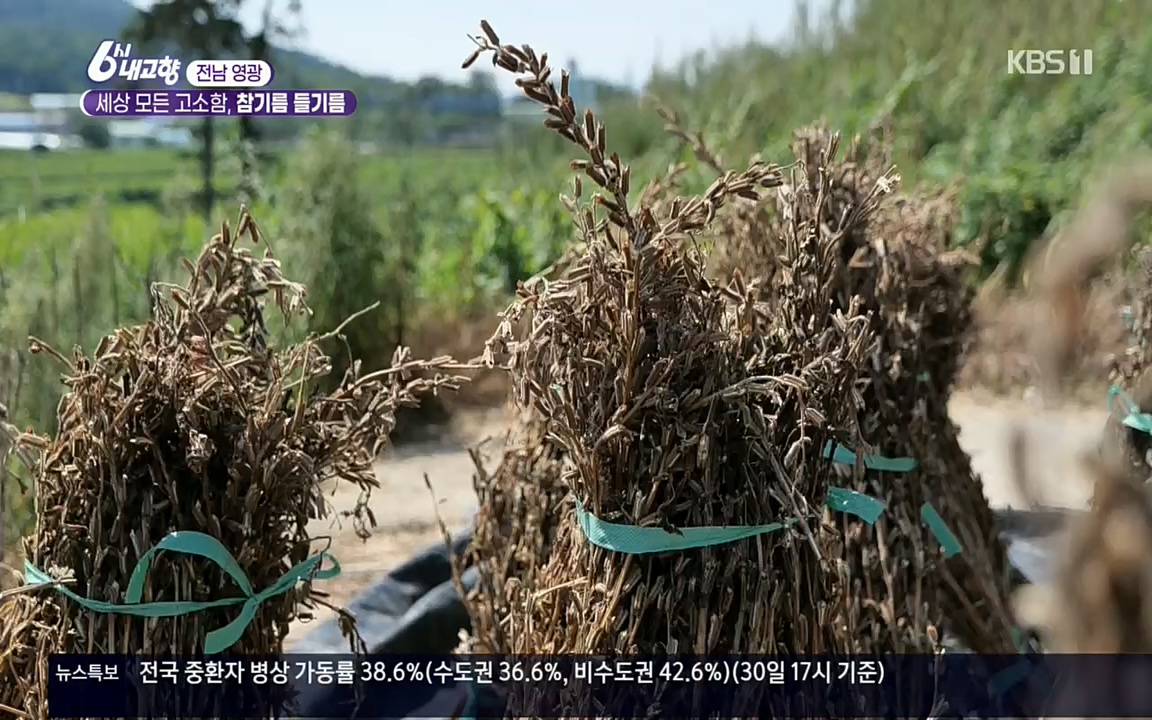 6시 내고향.E7608.220832p.H264-F1RST.mp4_20220901_204357.866.jpg