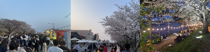 청주 벚꽃 푸드트럭 축제 일러스트 무심천