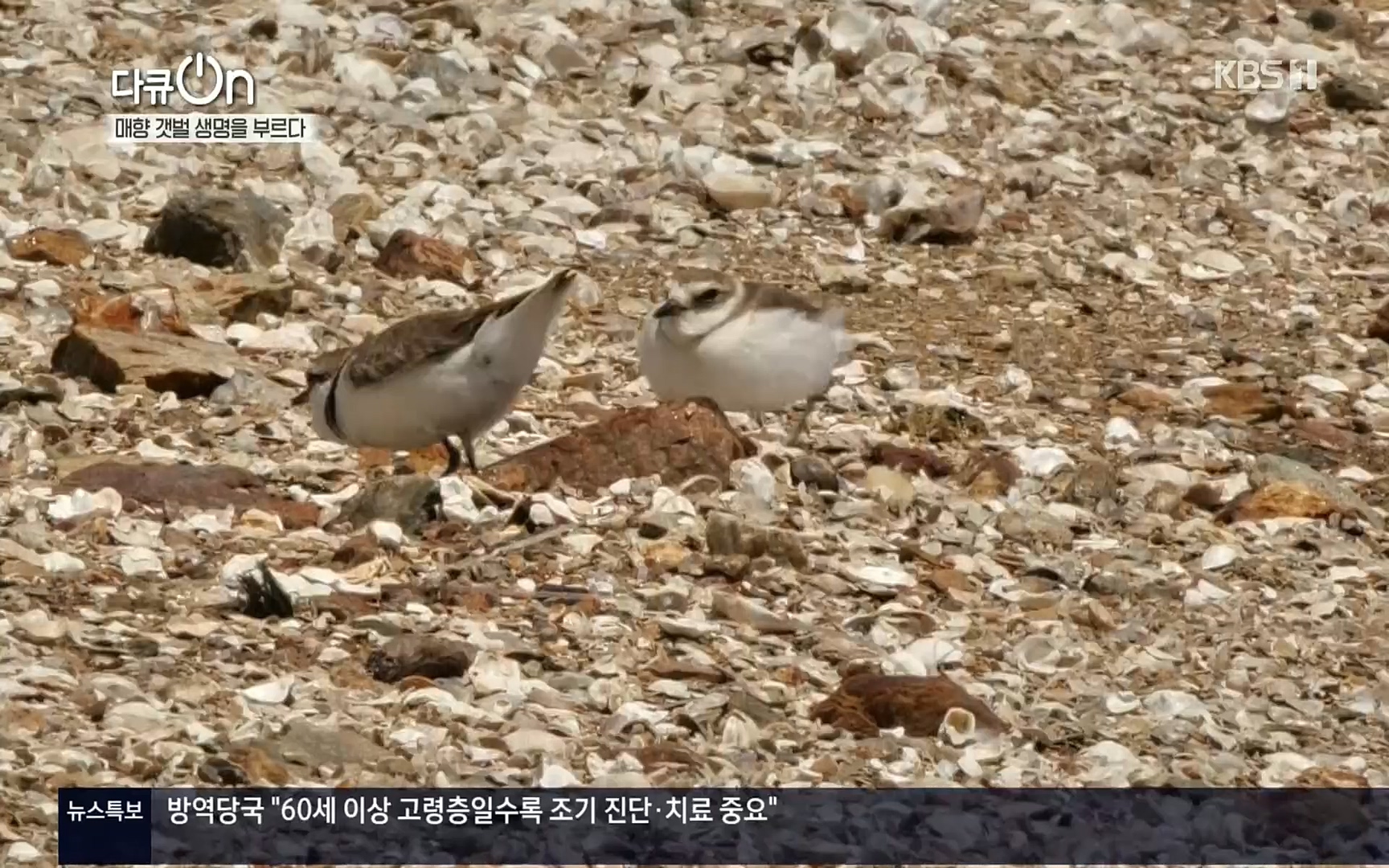 다큐 On.E151.220805p.H264-F1RST.mp4_20220806_193403.633.jpg