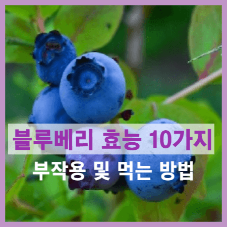 블루베리 효능 10가지 및 먹는 방법