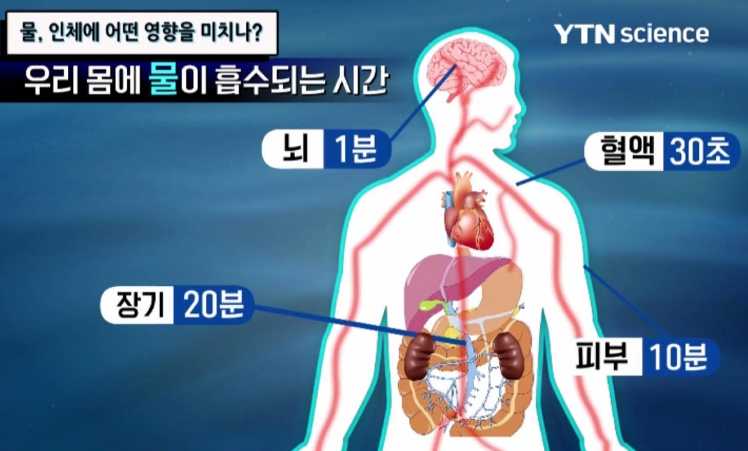 물이 몸에 흡수되는 과정