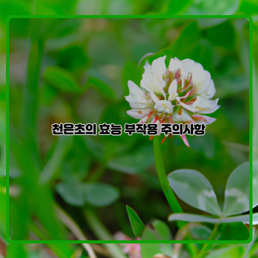  천은초의 효과와 함께 알아야 할 부작용 및 주의사항!