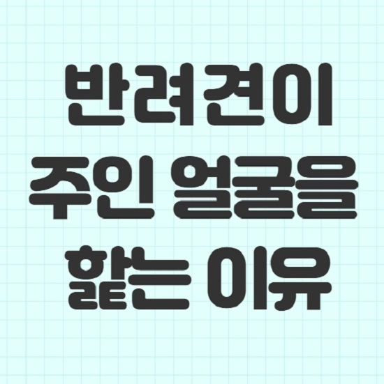  개가 주인 얼굴을 핥는 이유