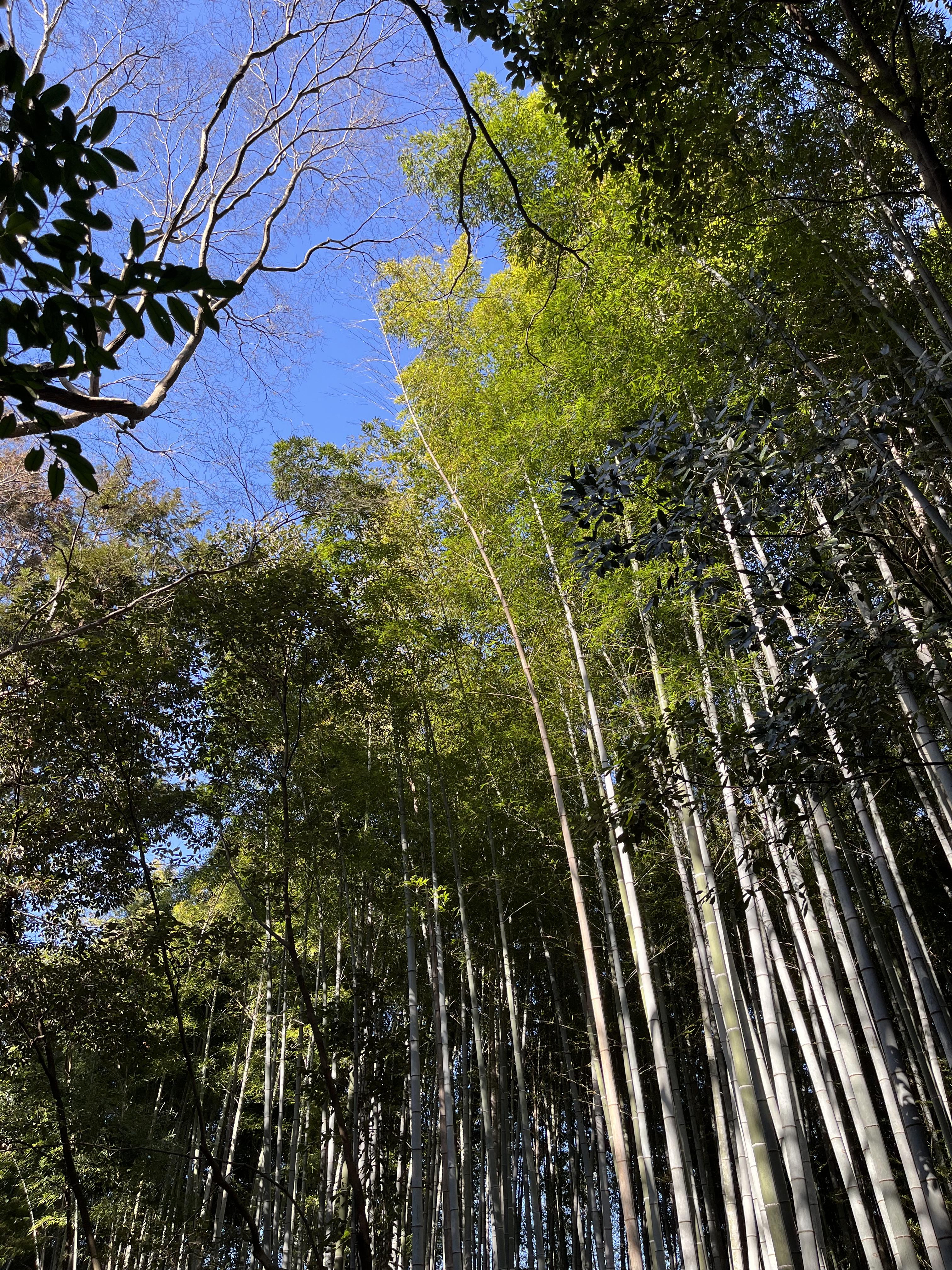 일본 대나무숲
