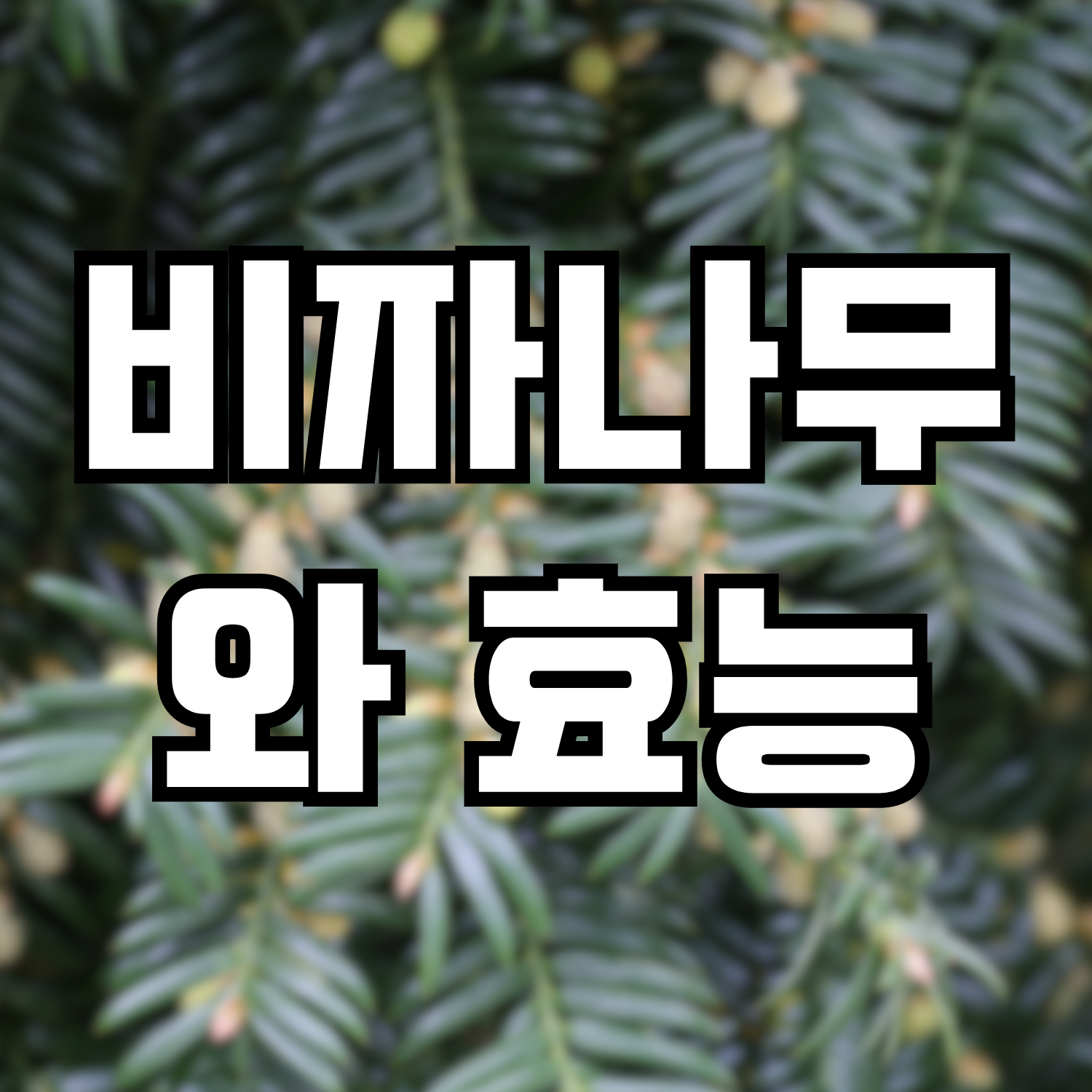  비자나무, 비자나무의 효능