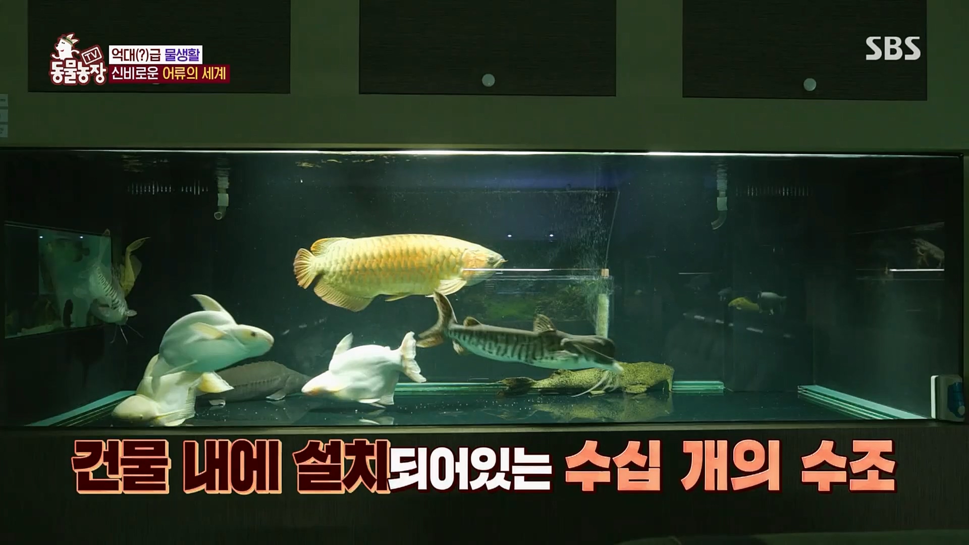 TV 동물농장.E1109.230219p.H264-F1RST.mp4_20230219_142830.896.jpg